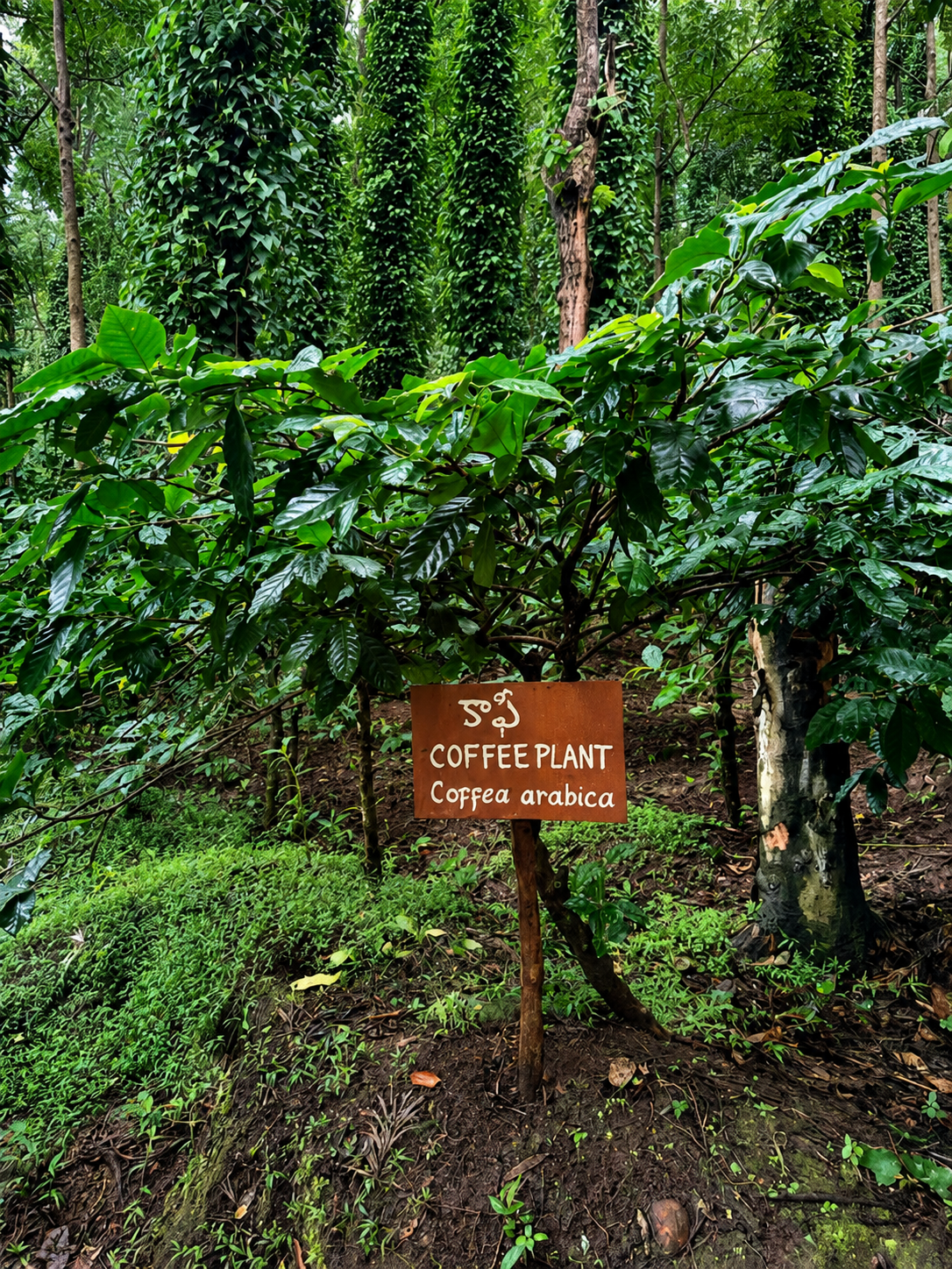 Materuni Coffee Plantation Day Trip