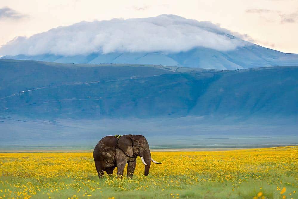 Ngorongoro Conservation