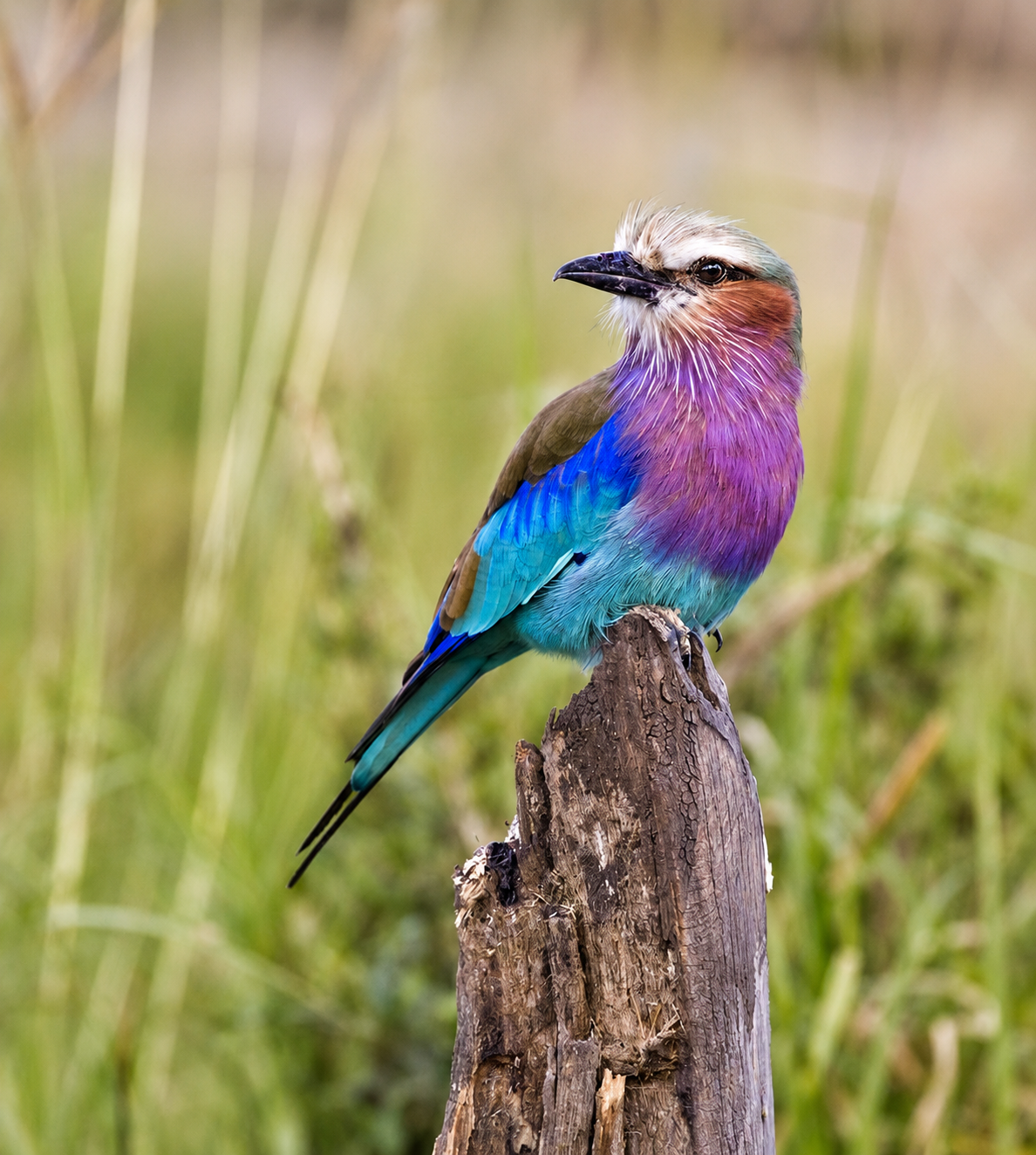 Bird Watching Safaris
