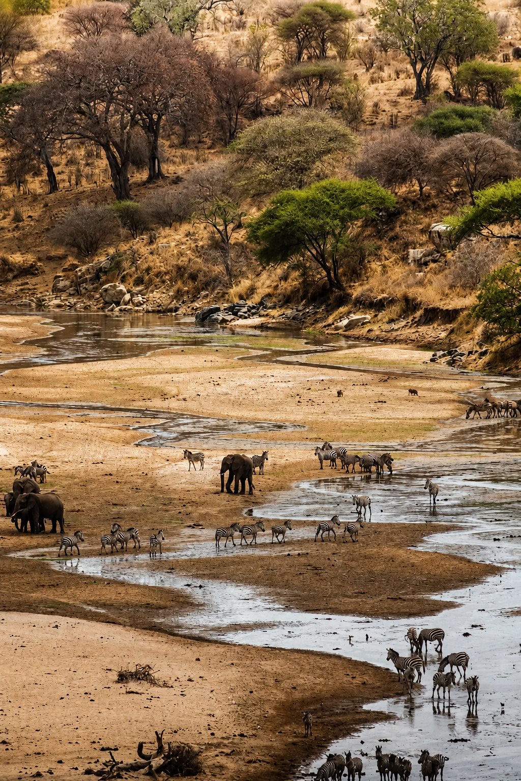 Photographic Safari