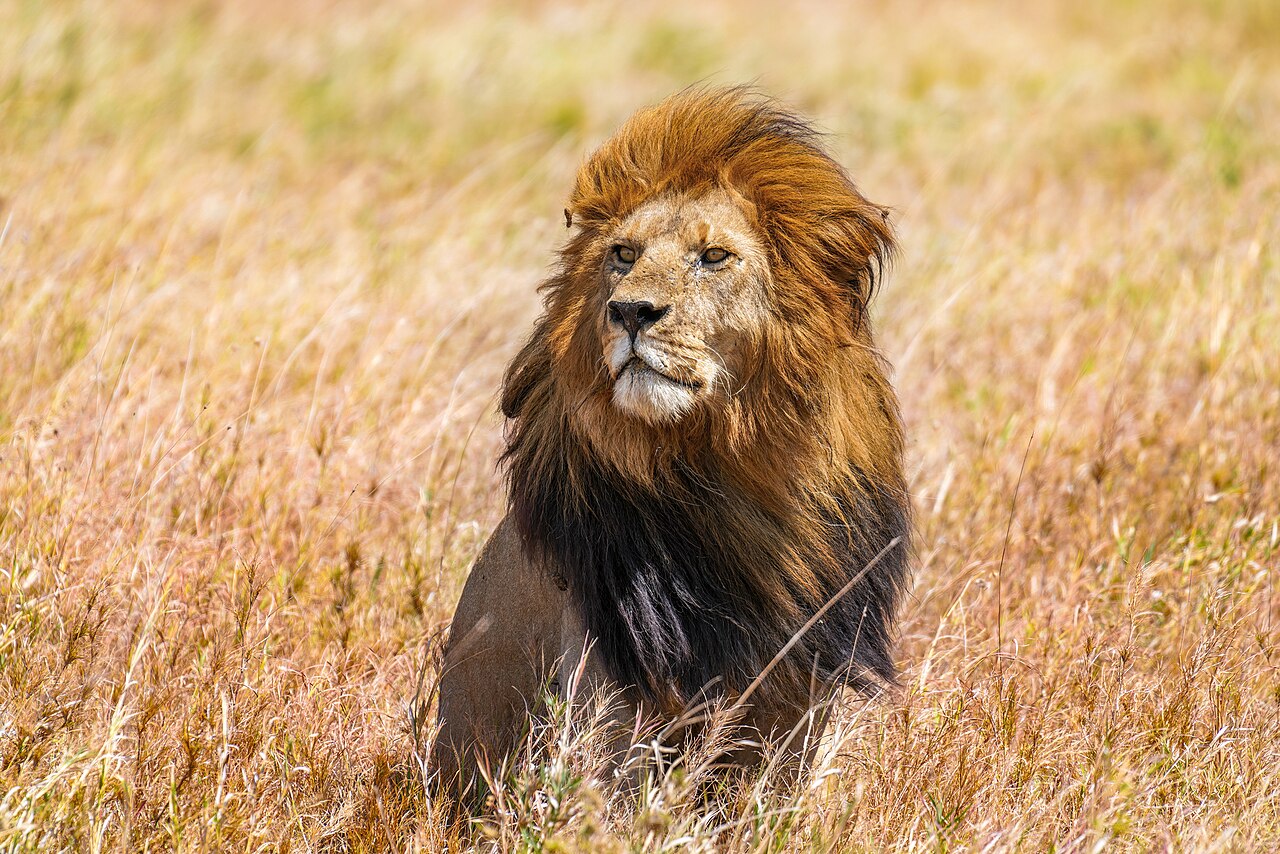 Sayari Camp — Serengeti North
