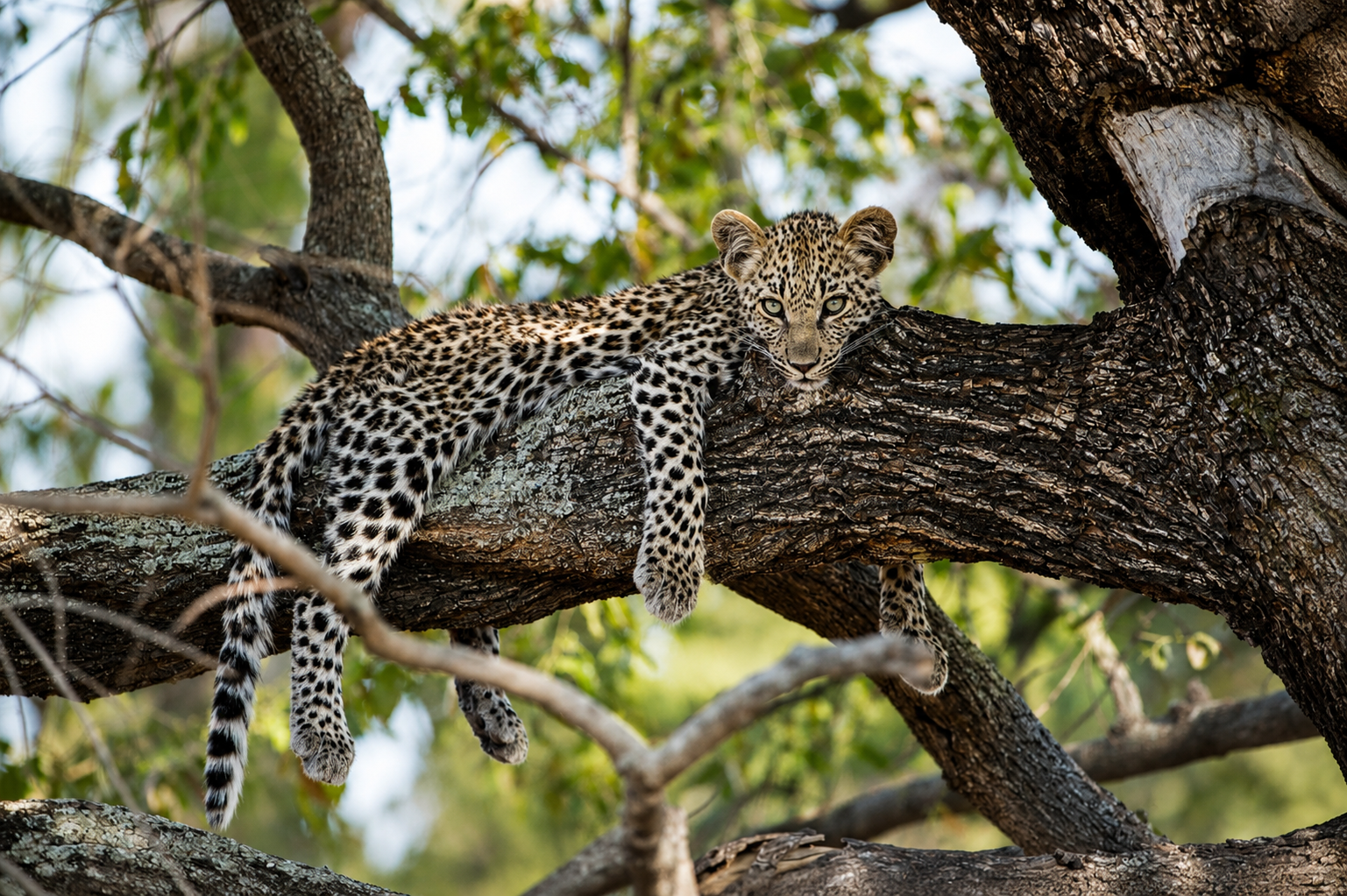 Tarangire National Park Day Trip