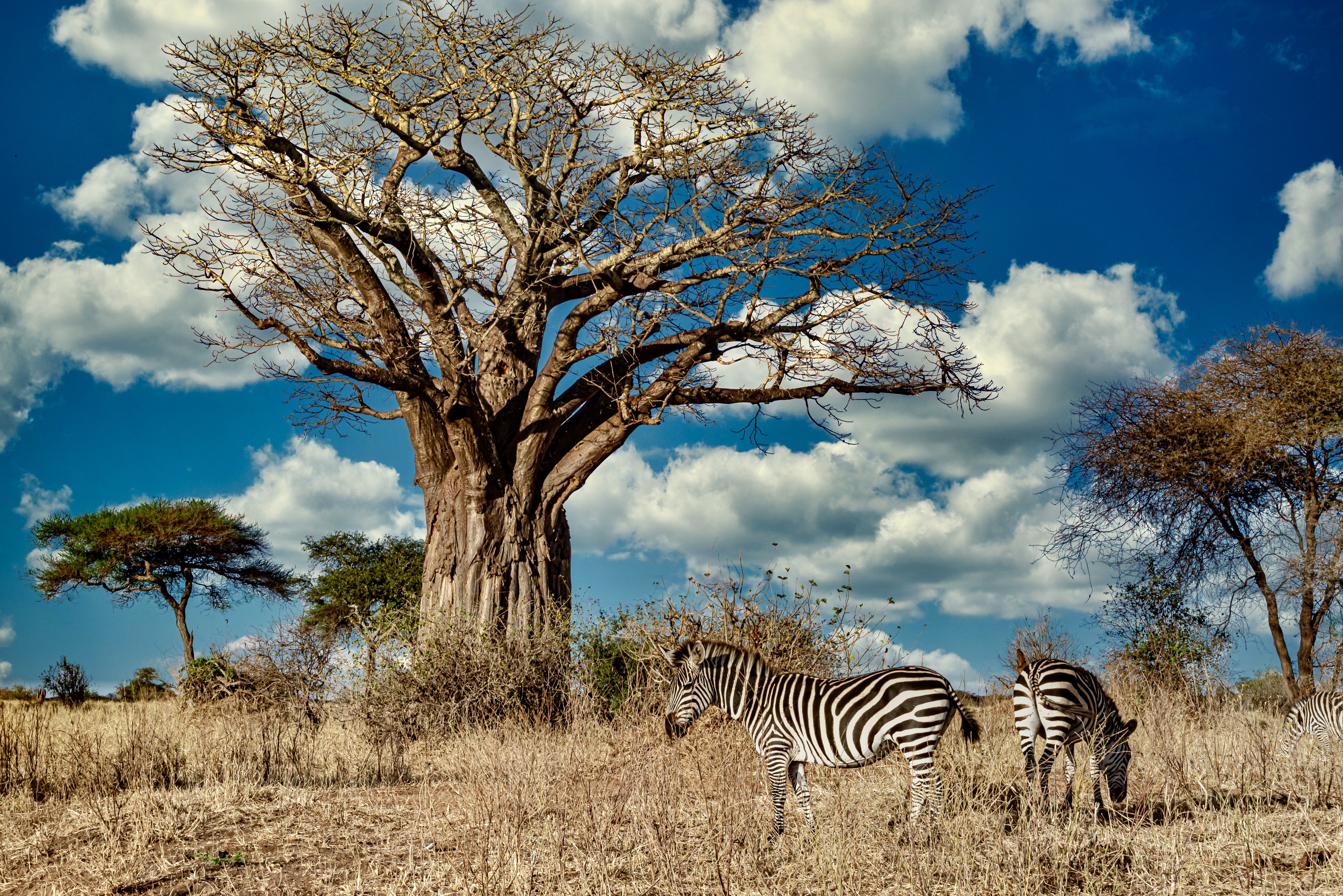 Tarangire National Park